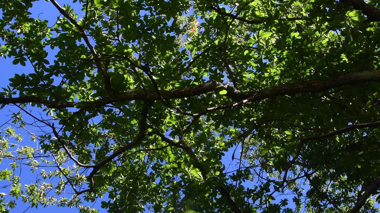 vista de un bosque de castaños desde abajo con movimiento circular de la cámara.