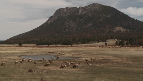 Elche,-Die-Auf-Einem-Feld-In-Der-Ferne-Im-Yellowstone-Nationalpark-Weiden-Lassen