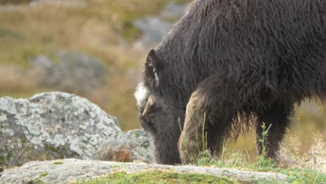 un vitello di bue muschiato che mangia erba nella tundra