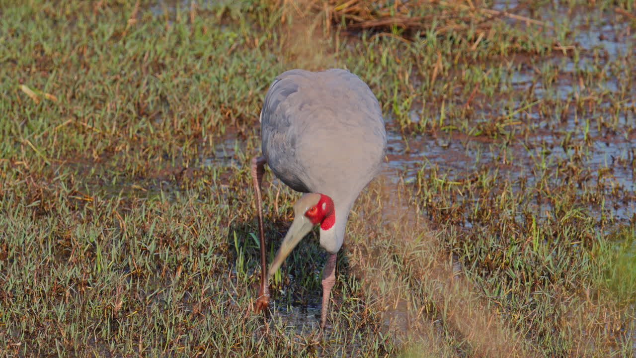 Elegante gru sarus che immerge il lungo becco nell'acqua mentre cerca cibo.