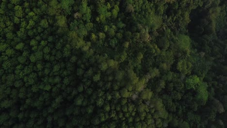 overhead slide drone shot of forest with dense trees on mountain range in slightly foggy weather in the morning