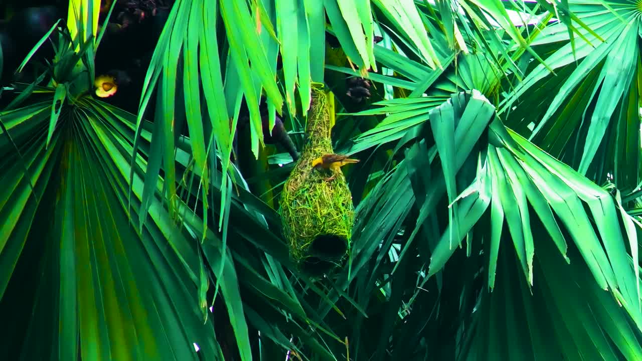 pájaro tejedor construyendo su nido en un bosque