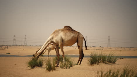 camels grazing in the desert