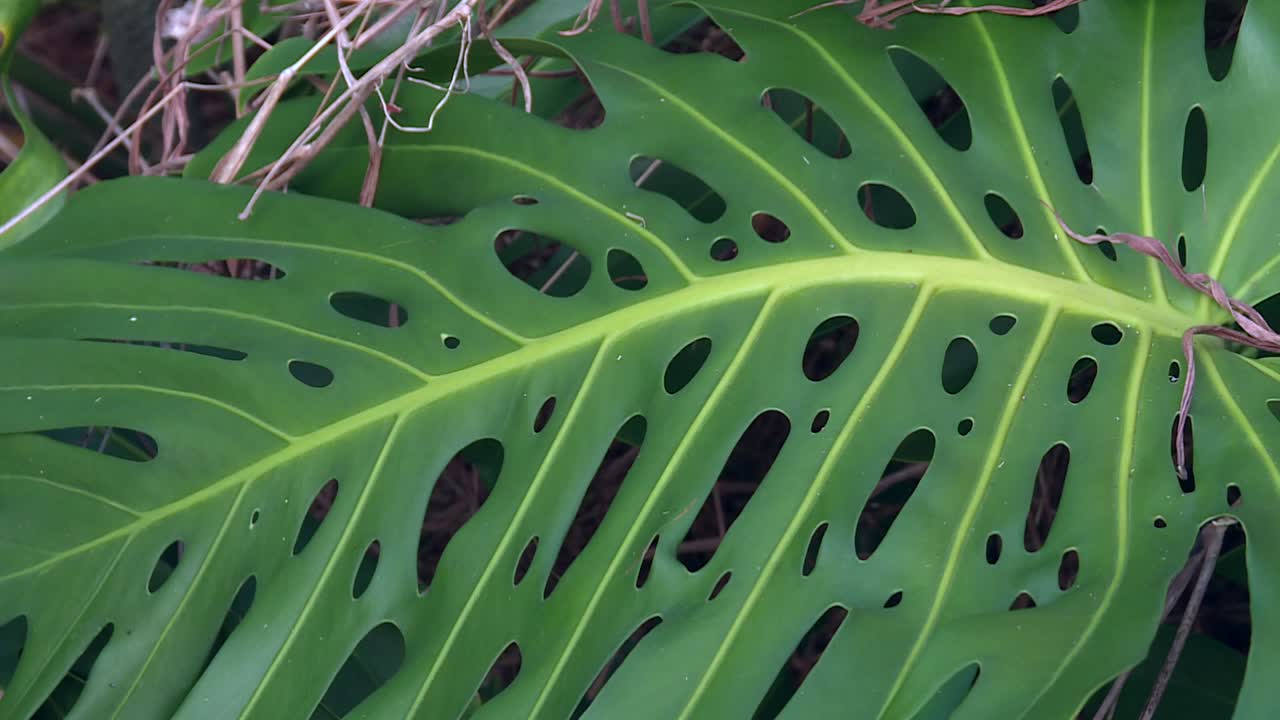 hoja gigante de monstera deliciosa con agujeros naturales en la selva tropical de hawaii