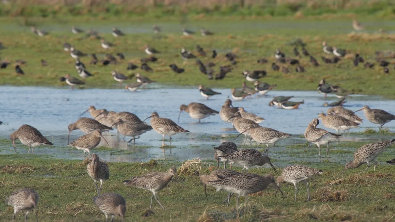 A group of curlews feeding on a flooded field at Caerlaverock wetland centre South West Scotland