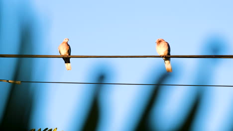 view from behind leaf of two laughing turtle doves on wire in morning light