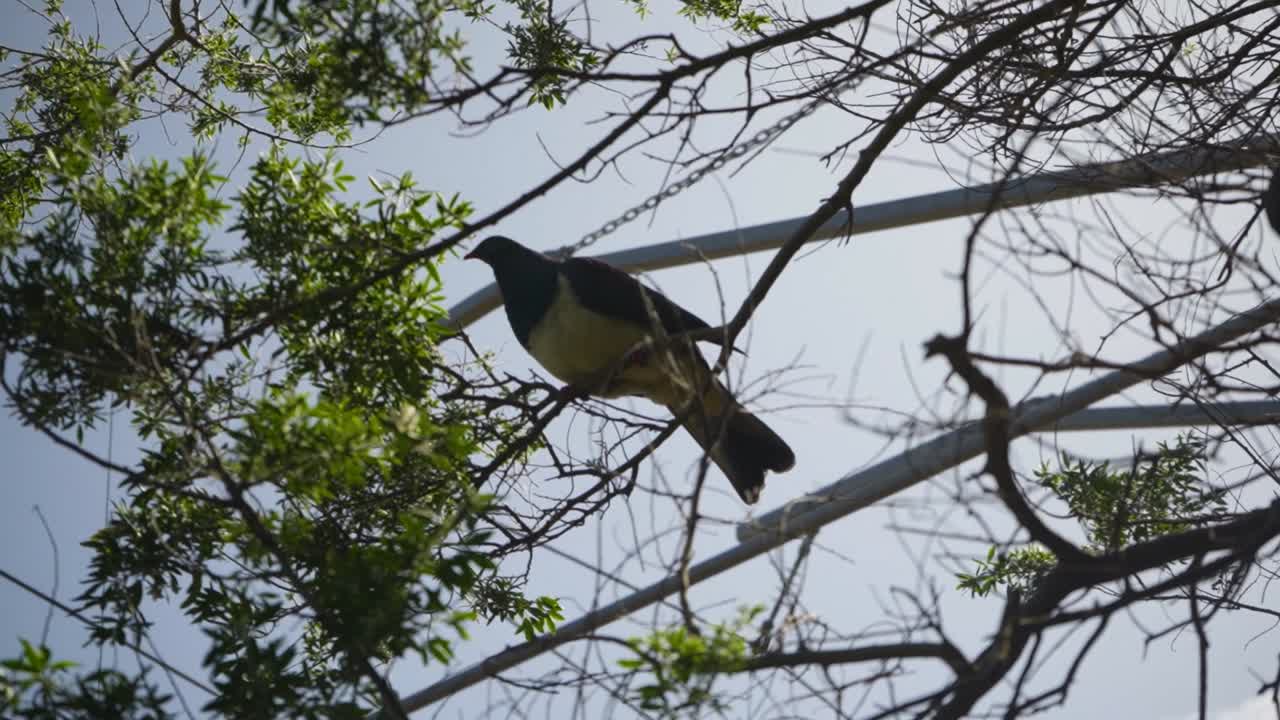 kereru o paloma de nueva zelanda donde se posan en la rama de un árbol contra el cielo soleado