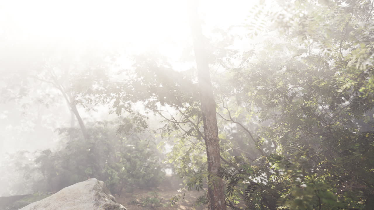 빛 이 있는 안개 숲