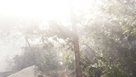 bosque de niebla con luz solar