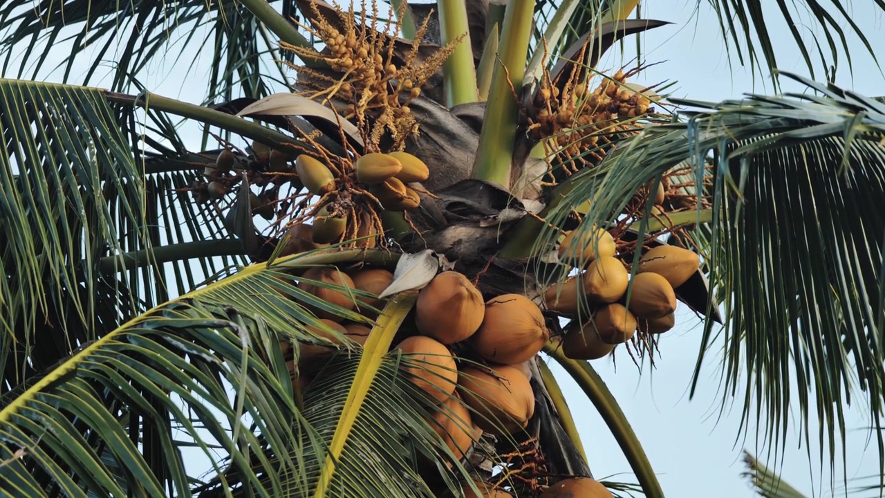 Golden coconuts and fresh blossoms fill a lush palm crown under blue sky