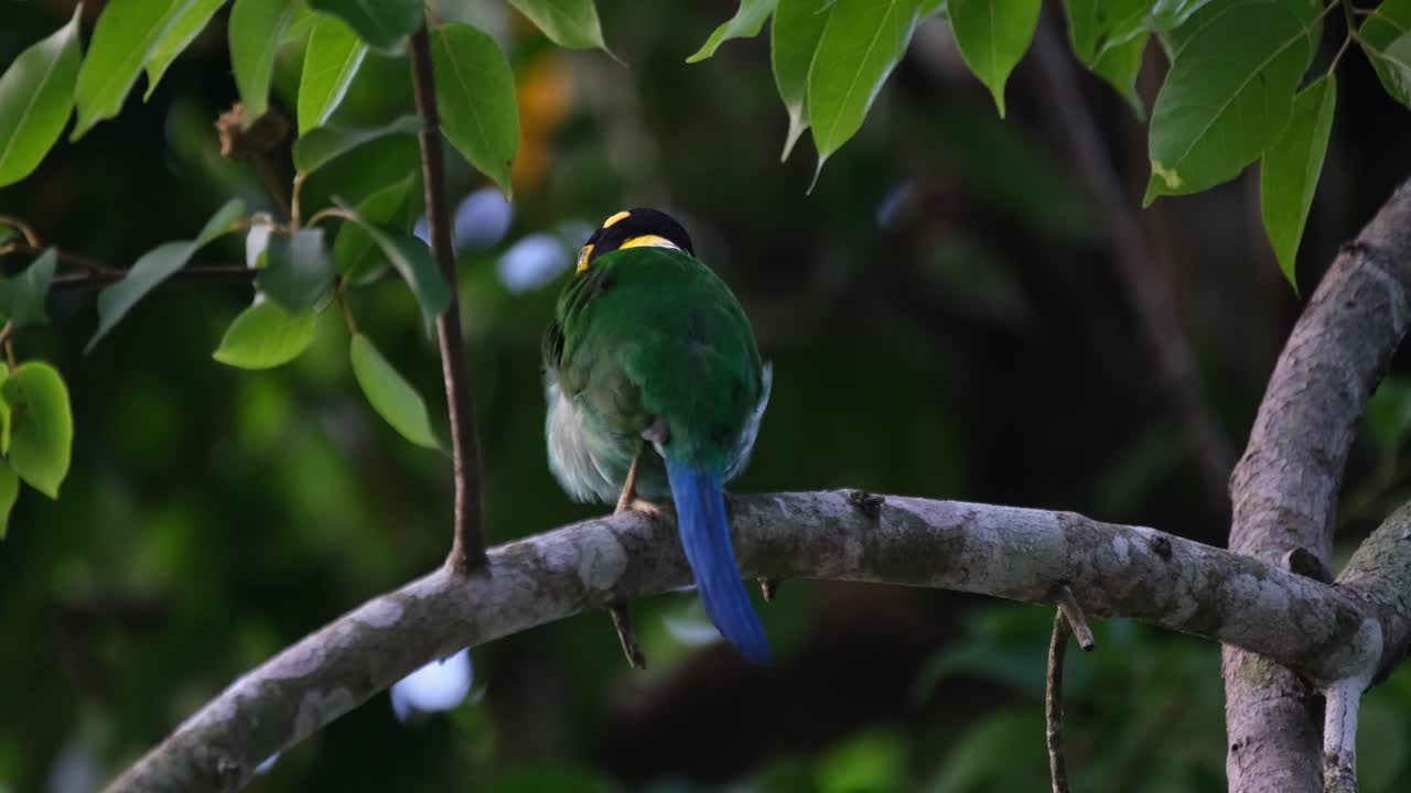 몸을 흔들고 있는 긴 리 리새 (p. long-tailed broadbill) 는 태국 숲의 나무에 앉아 털을 고 있다.