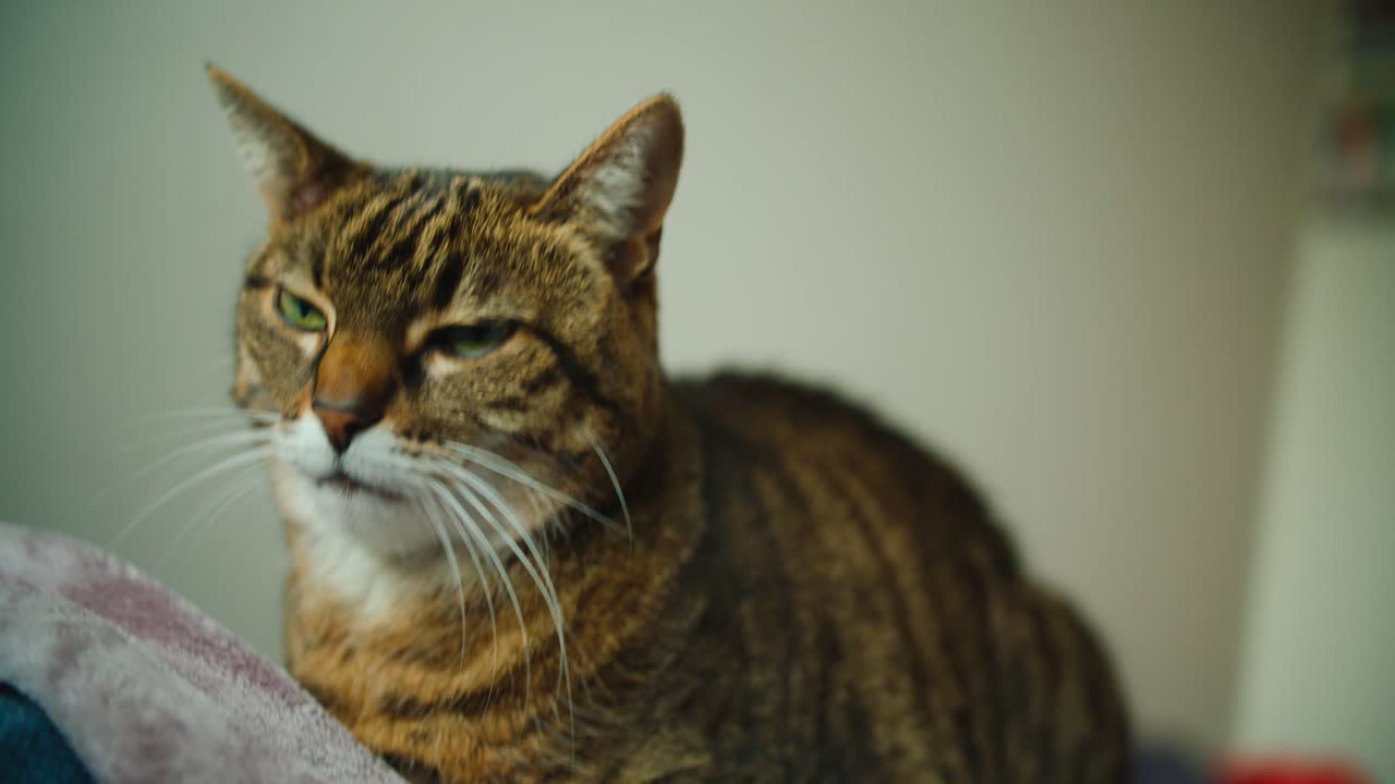 Gatto tigrato che si dondola su e giù su una coperta