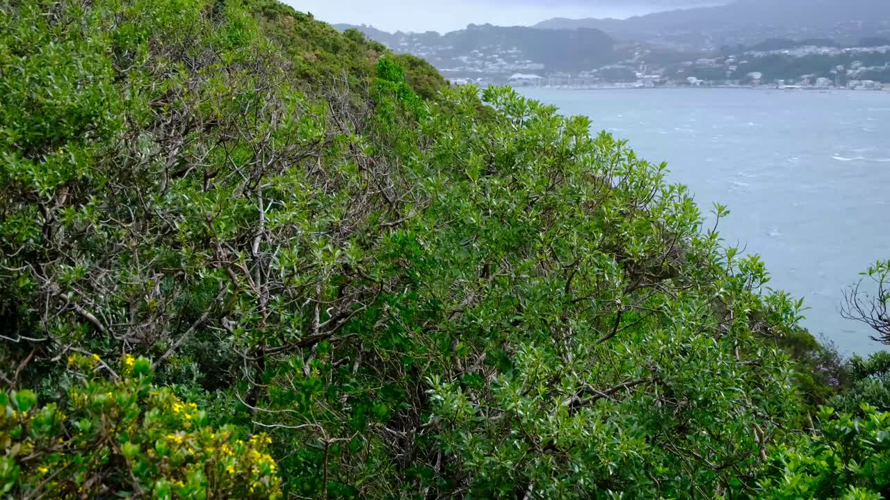 Forest trees moving in windy weather conditions overlooking ocean water on Miramar Peninsula in Wellington, New Zealand Aotearoa