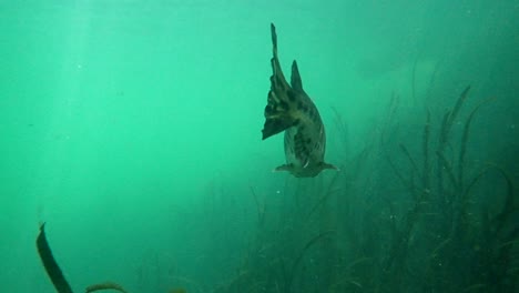 large gar swimming in freshwater river
