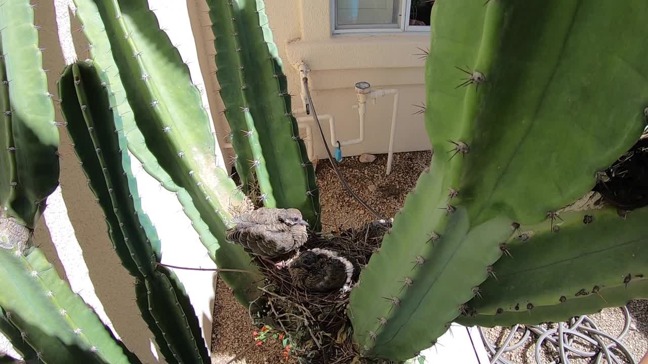 High angle view of two baby mourning doves sitting on a nest wait for their parent