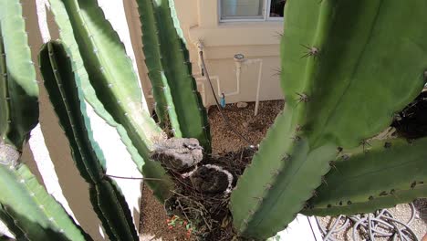 high angle view of two baby mourning doves sitting on a nest wait for their parent