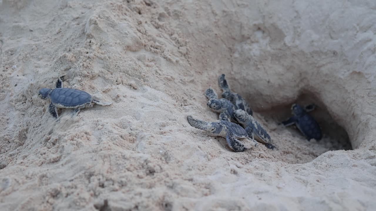 Green Turtle Hatchlings Emerging from Nest