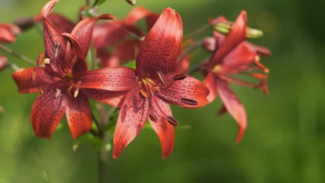 Lily-blooming-blossom-close-up