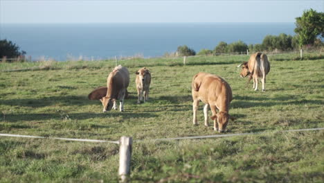 cattle grazing on lush green hillside overlooking the sea