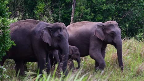 The-Asiatic-Elephants-are-endangered-species-and-they-are-also-residents-of-Thailand