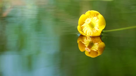꽃이 피는 노란색 nuphar lutea