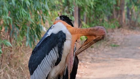 greater adjutant, leptoptilos dubius, buriram, thailand