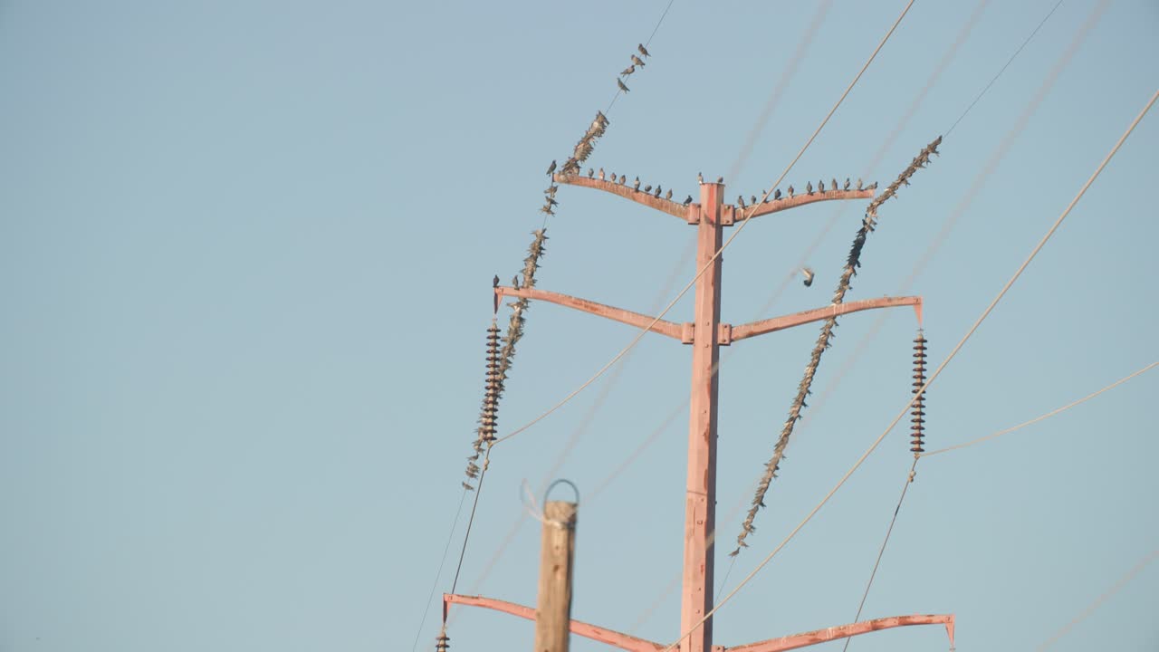 전화선 위의 수백 마리의 새, 전화 기둥 위의 새 무리, 전화선 위의 야생동물