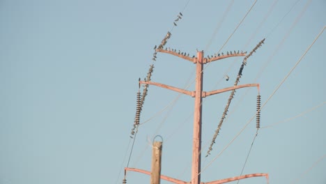 cientos de aves en el cable telefónico, bandadas de aves en los postes telefónicos, vida silvestre en los cables