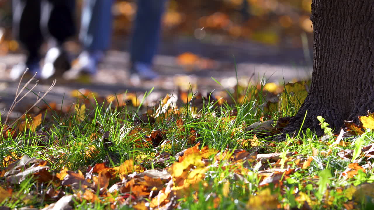 Close-up of autumn leaves scattered on the ground with soft sunlight and blurred walking legs in the background