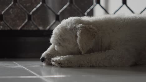 Primer-Plano-De-Un-Caniche-De-Juguete,-Perro-Blanco-Durmiendo-En-El-Suelo-De-Mosaico,-Lindo-Animal-Tranquilo-Y-Tierno,-Estilo-De-Vida-Dentro-De-Casa.