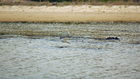 White-Faced-Heron-standing-in-a-shallow-creek-searching-for-food