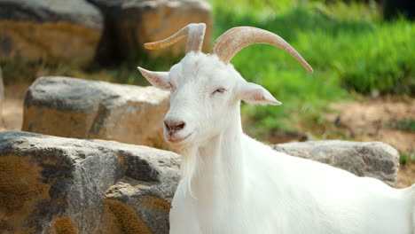 male saanen goat swiss breed head close-up against leafy tree in summer farm