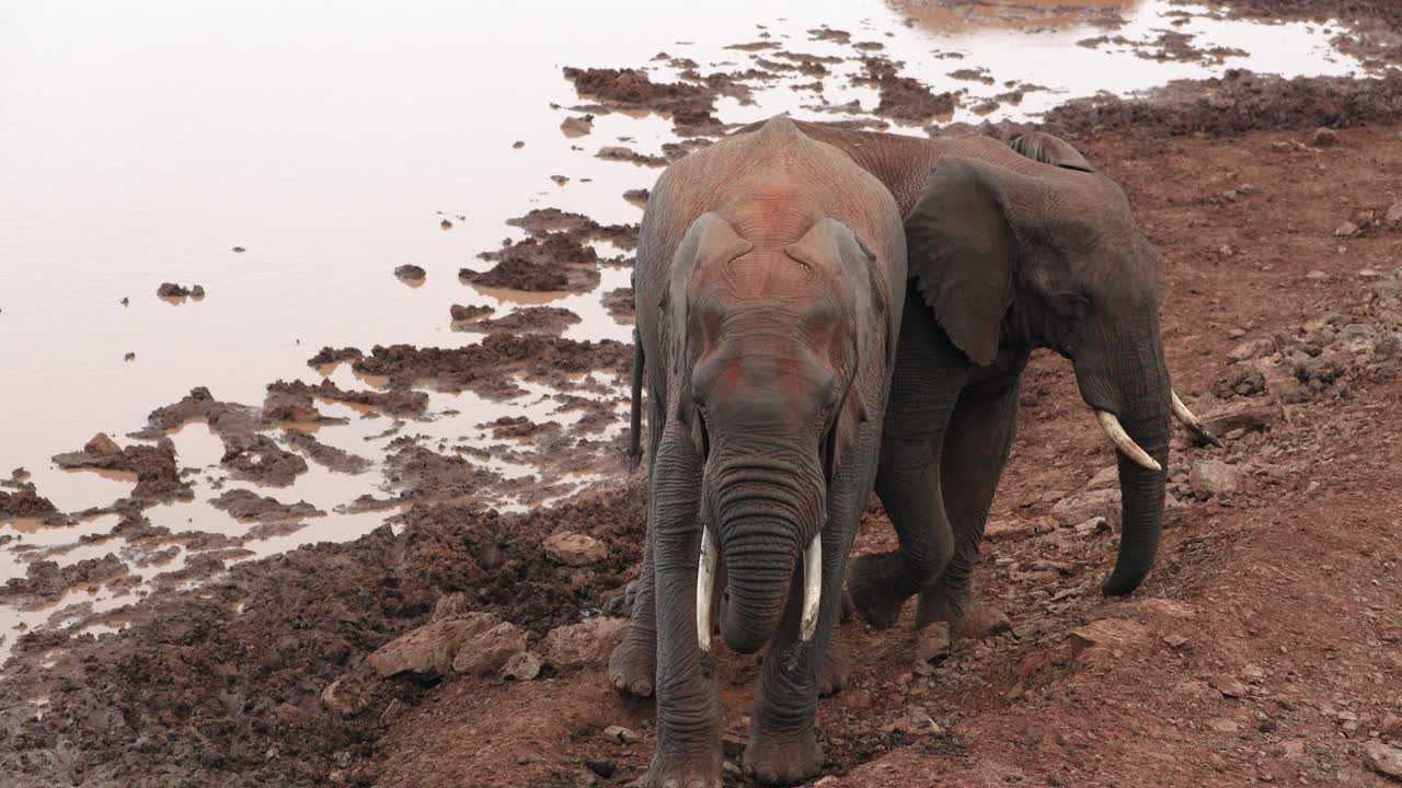 un par de elefantes de la sabana africana de pie junto a un pozo de agua