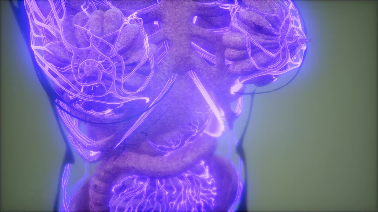 vasos sanguíneos del cuerpo humano