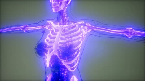 cuerpo humano transparente con huesos visibles