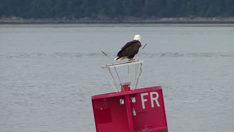 águila audaz descansando sobre una boya de navegación en alaska