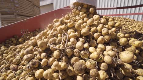 Potatoes-are-poured-from-sacks-onto-conveyor-belt-in-slow-motion.