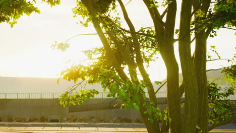 the warm morning sun dramatically casting intense rays through a large tree