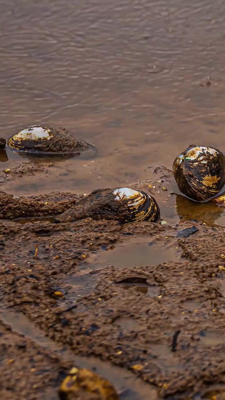 Calm river water gradually rises, submerging several freshwater mussels resting on the muddy shore