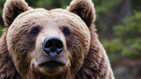 close-up of a brown bear