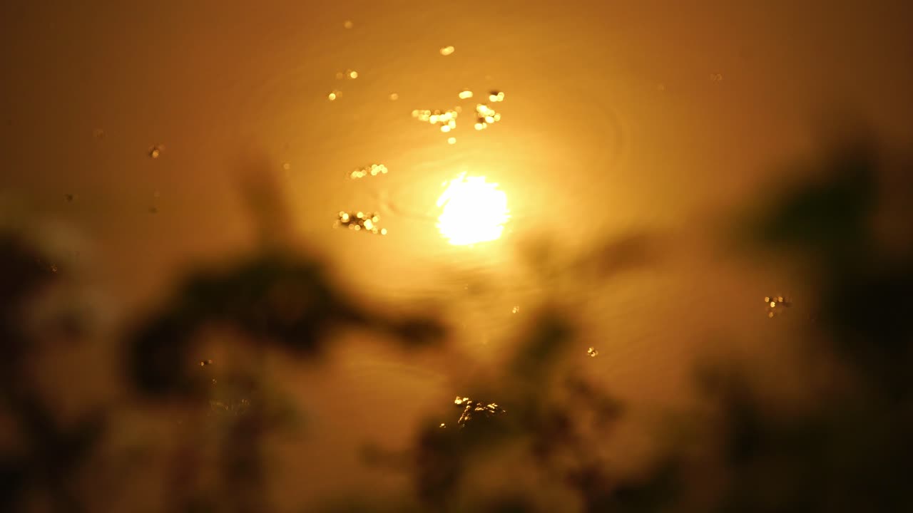 A beautiful sunrise reflects gently on calm water as plants float or sway nearby, capturing a tranquil natural moment ideal for themes of peace, meditation, and environmental beauty