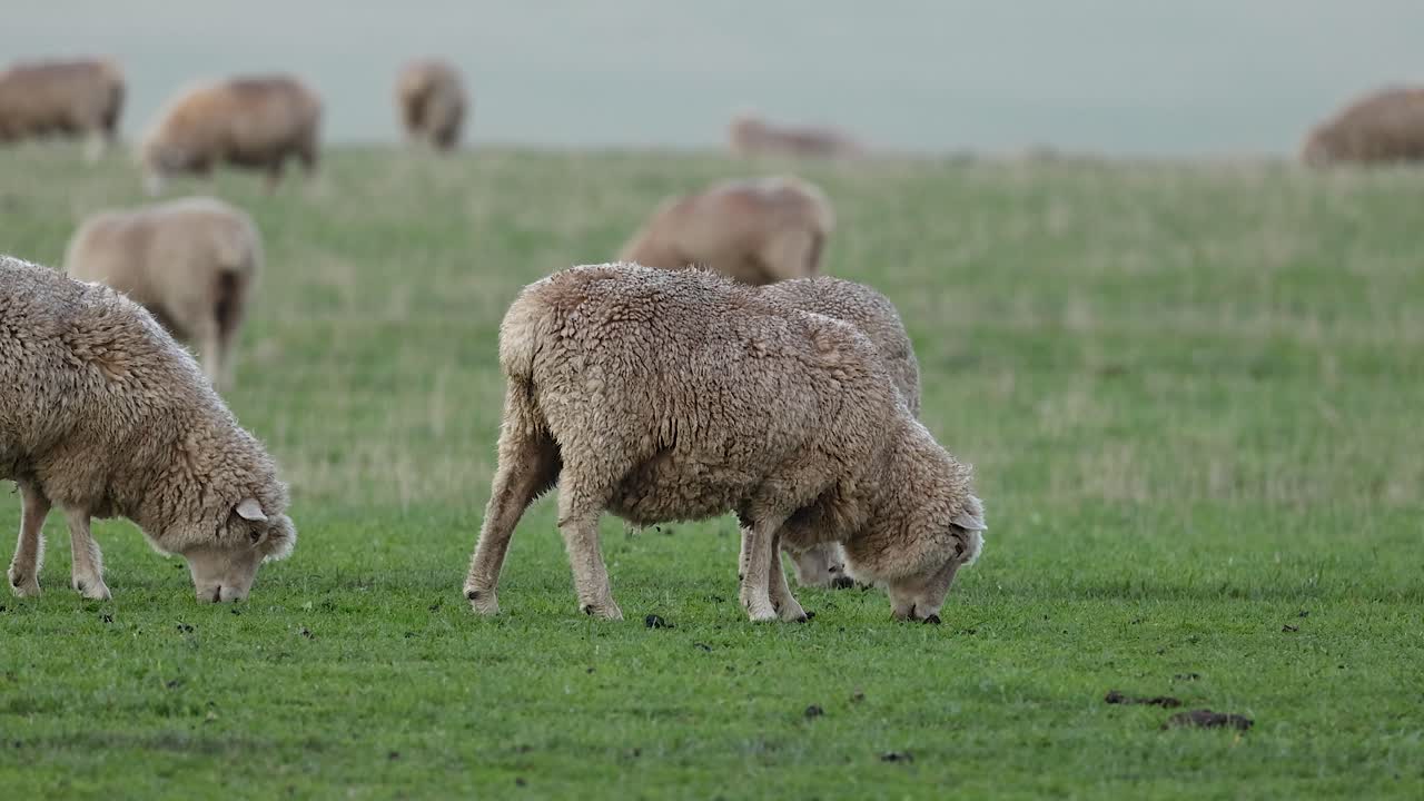 양 들 이 울창 한 들판 에서 풀 을 먹고 있다