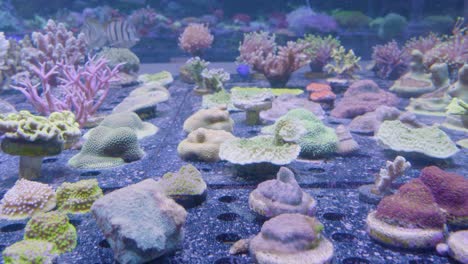 an aquarium with different corals on the bottom and small swimming sargo fish in the background