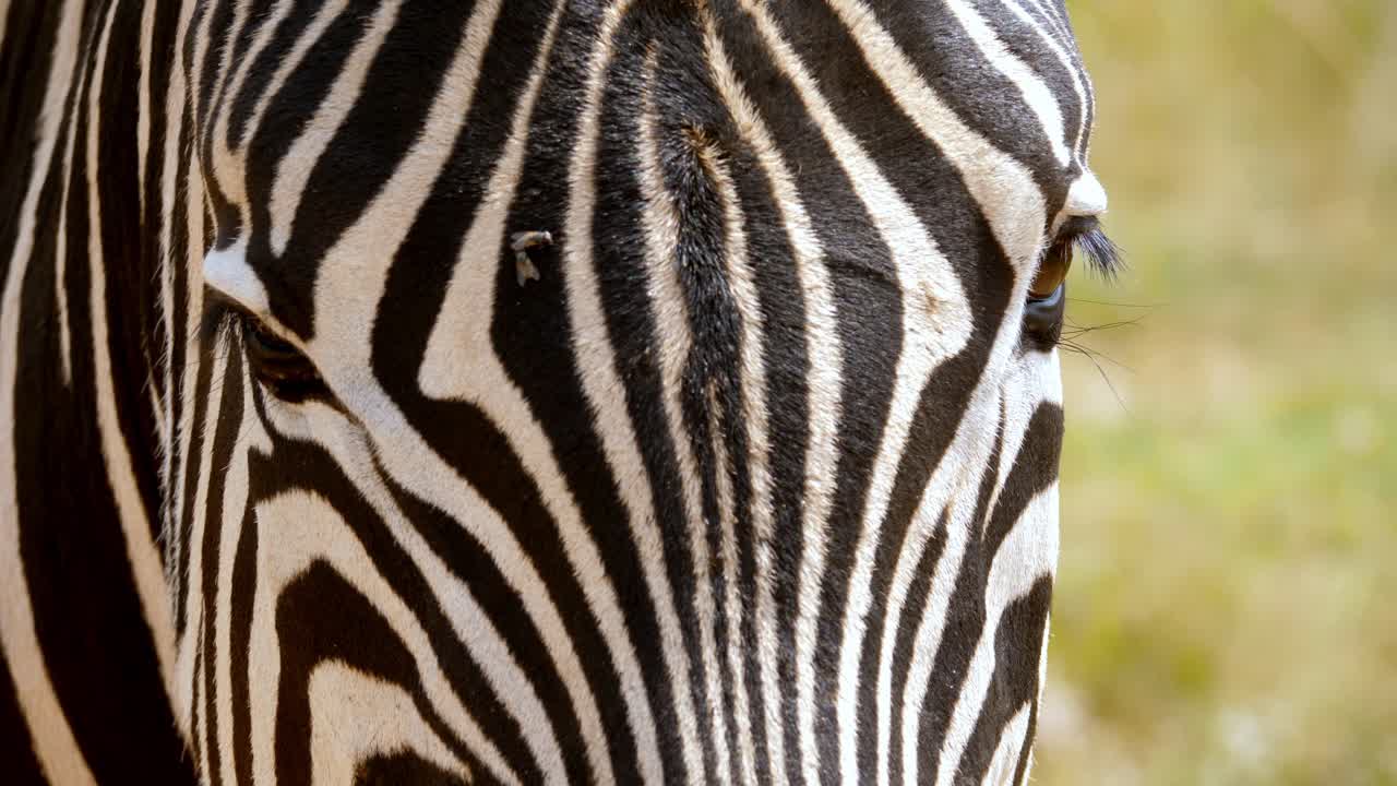 Static face on shot of a zebra face with flys walking all over