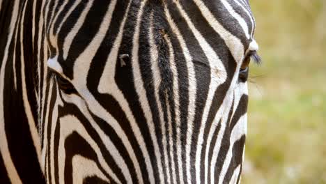 static face on shot of a zebra face with flys walking all over