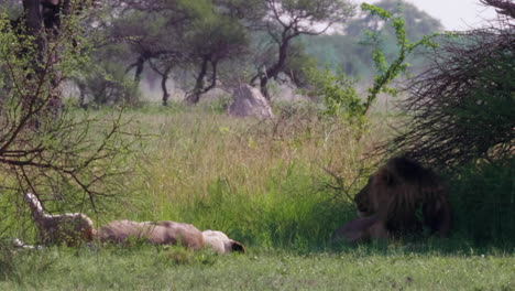 A-Large-Black-Mane-Lion-And-Lioness-Laying-And-Resting-On-The-Grass-Field-With-Car-Passing-Behind-In-Nxai-Pan,-Botswana---Wide-Shot