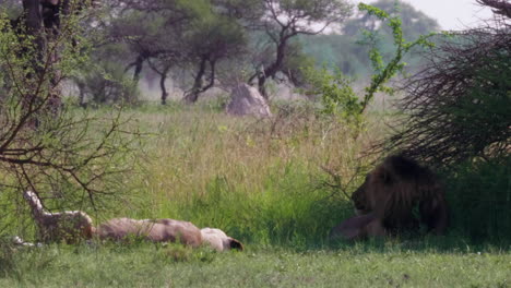 un gran león de melena negra y una leona recostados y descansando en el campo de hierba con un coche que pasa por detrás en nxai pan, botswana - plano general