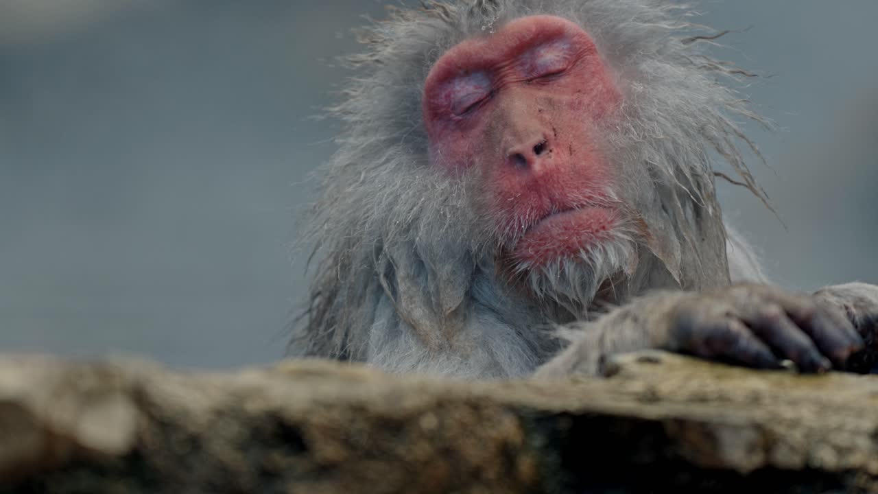 mono de nieve japonés (macaque) sumergiéndose en las aguas cálidas de un onsen en el parque de monos jigokudani, japón.