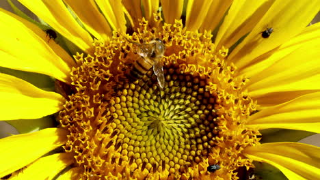 Extreme-Nahaufnahme-Einer-Sonnenblumenblume,-Die-Sich-Im-Wind-Wiegt