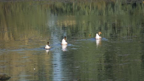 tres gansos seguidos alejándose sobre un río